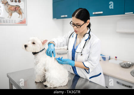 Dai capelli scuri in pet guanti rendendo l'iniezione per cane bianco Foto Stock