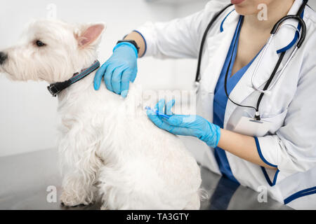 Vet indossando uno stetoscopio sul collo rendendo iniezione per cane Foto Stock