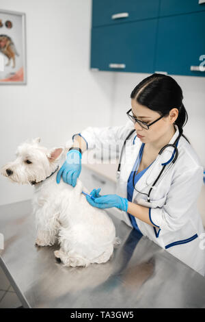 Veterinario in guanti rendendo attentamente l'iniezione per cane bianco Foto Stock