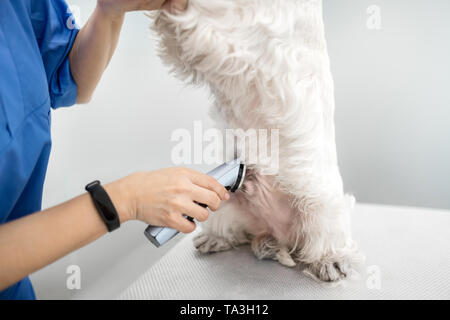 Vet indossando guardare la toelettatura del cane bianco con rasoio elettrico Foto Stock