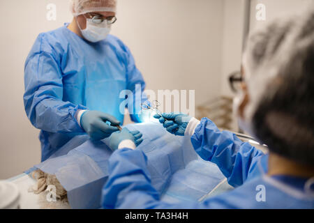 Assistente disponibile dando le forbici per chirurgo veterinario cane operativo Foto Stock