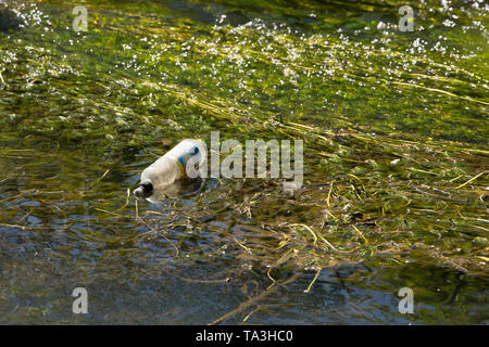 Una bottiglia di plastica nel Dorset Stour fiume vicino a Gillingham nel Dorset England Regno Unito GB. Foto Stock