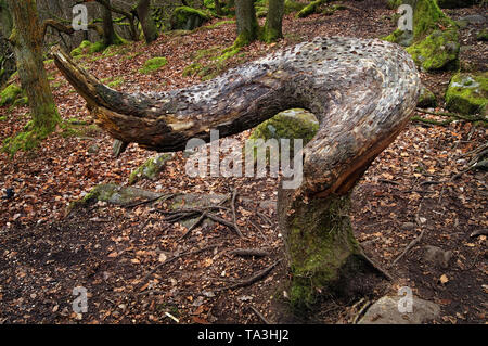 UK,Derbyshire,Peak District,Padley Gorge,Il Money Tree scultura di Paolo Besley Foto Stock