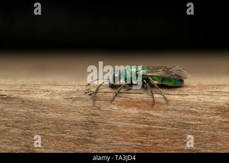Il cuculo wasp o emerald wasp (Crisidi) sulla tavola di legno Foto Stock