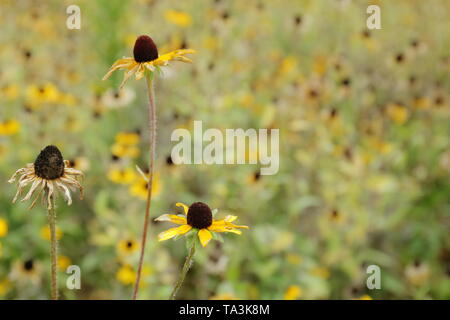 Campo di black-eyed susans andando alle sementi in agosto Foto Stock