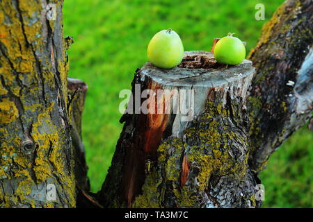 Mazzetto di mele su sawed via porzione di albero Foto Stock