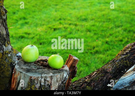 Mazzetto di mele su sawed via porzione di albero Foto Stock