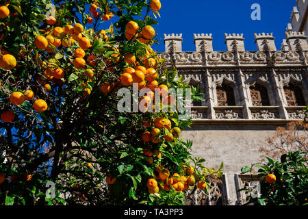 Arancio con la scambio di seta edificio in background (Lonja de la Seda de). Valencia, Spagna Foto Stock