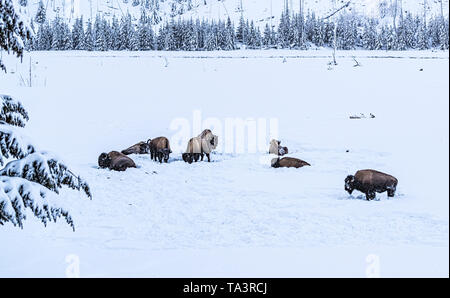 Il pascolo mandria di bisonti, Buffalo, in presenza di neve Yellowstone durante il periodo invernale Foto Stock