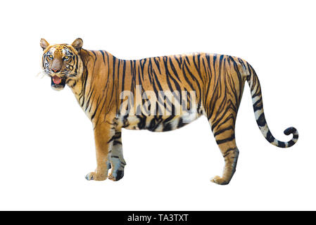 Foto di Tiger su sfondo bianco hanno diversi verbi. Foto Stock