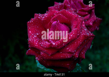 Dopo la pioggia. Poco delle gocce di pioggia sulla splendida rosa rossa. Foto Stock