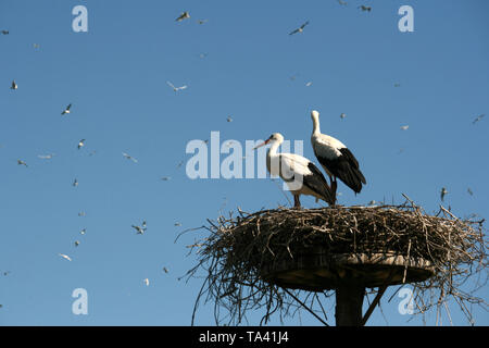 Cicogne nel nido, Störche, San Peter-Ording , Germania Foto Stock