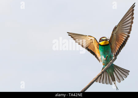 Bella wild bird si siede su un ramo, natura selvaggia unica Foto Stock