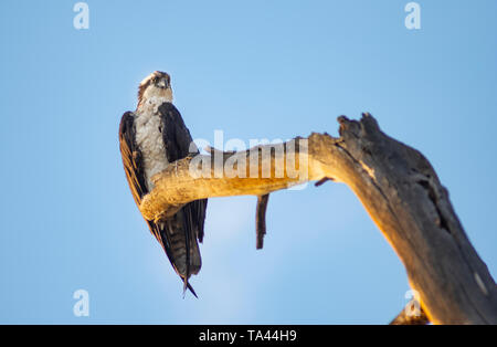 Grande American Raptor e Eagle attende alla ricerca di un motivo per volare Foto Stock