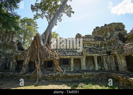 Grande la seta cotton tree (kapok, Ceiba pentandra) crescita fuori e attraverso l'Est Gopuram III a Preah Khan, il Parco Archeologico di Angkor, Cambogia. Foto Stock