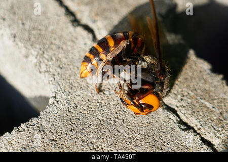 Il corpo di un morto Asian gigante giapponese Hornet (Vespa mandarinia japonica) su un blocco di cemento armato (calcestruzzo unità in muratura). Foto Stock