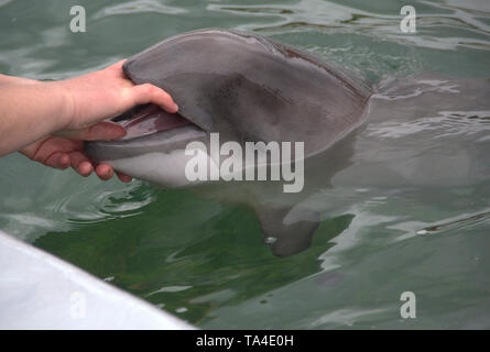 Dolphin apre la sua bocca nei Paesi Bassi Foto Stock