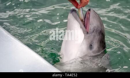 Dolphin apre la sua bocca nei Paesi Bassi Foto Stock