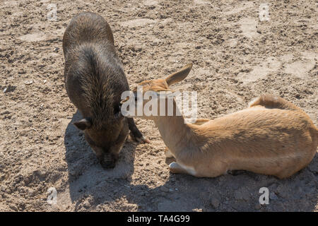 Un ventre gonfio di maiale e un cerbiatto, grandi amici in un hobby farm. Foto Stock