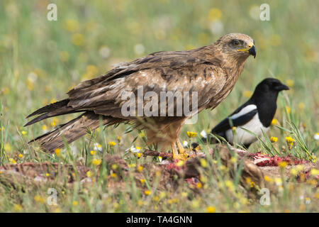 Nibbio bruno (Milvus migrans) in un prato in Estremadura, Spagna. Foto Stock