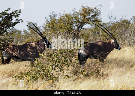 Due oryx o una coppia di oryxes lato sul profilo, nel Parco Nazionale di Etosha, Namibia, Africa Foto Stock