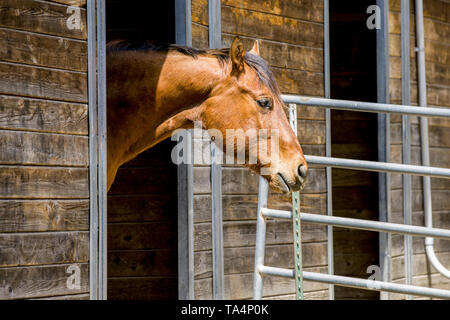Un color castagna cavallo sta davanti alla porta di un fienile in Hayden, Idaho. Foto Stock