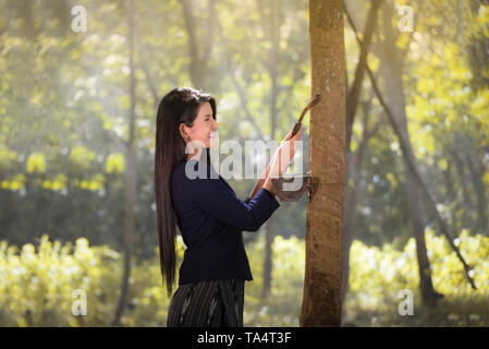 Giovane ragazza toccando in gomma sulla struttura in gomma / agricoltore taglio struttura in gomma di lattice - bella donna agricoltore lavora nel campo in Asia Foto Stock