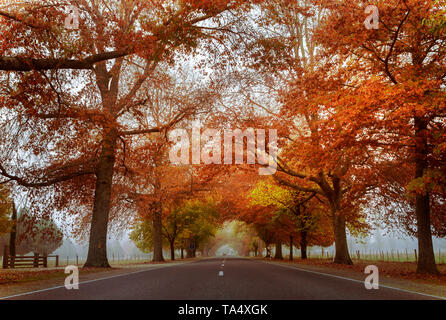 Autunno in luminoso su un croccante di mattinata nebbiosa con la vibrante delle foglie di alberi decidui creando una tettoia sopra l'avenue Foto Stock