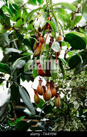 Close-up di Nepenthes, lanciatore tropicale di piante in una serra. Foto Stock