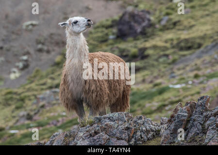 Un domestico llama (Lama glama) dal puno di alto Ande nel sud del Perù. La loro pelliccia sarà utilizzato per lavorare a maglia maglioni e cappelli. Foto Stock