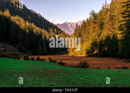 Rishi Pundrik lago - Foto di Campo circondato da alberi deodar in montagna - Himalaya Foto Stock