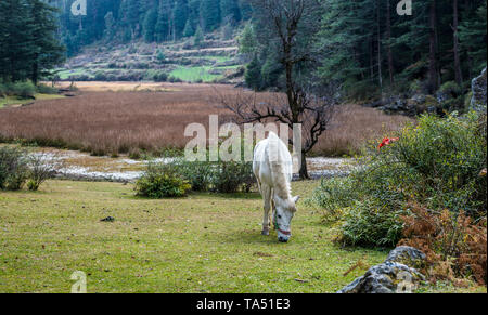 Cavallo vicino pundrik rishi lago - Foto di Campo circondato da alberi deodar in montagna - Himalaya Foto Stock