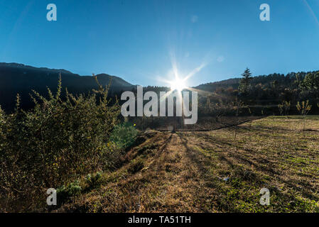 Rishi Pundrik lago - Foto di Campo circondato da alberi deodar in montagna - Himalaya Foto Stock