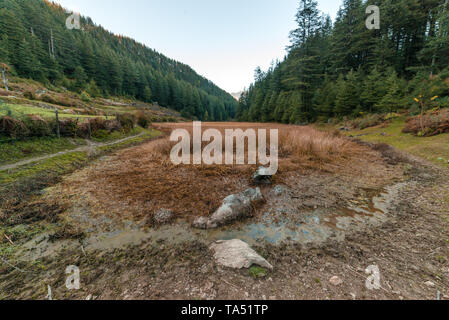 Rishi Pundrik lago - Foto di Campo circondato da alberi deodar in montagna - Himalaya Foto Stock