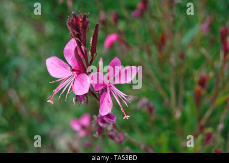 Piccoli fiori di colore rosa con lunghi stame su una levetta alti Foto Stock