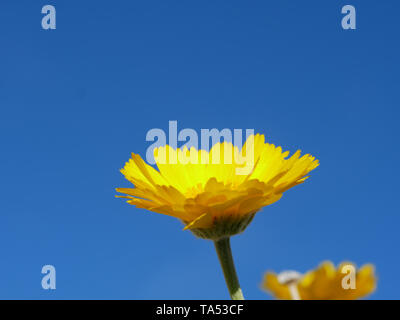 Di colore giallo brillante deserto calendula, Baileya sp., in fiore nel Red Rock Canyon vicino a Las Vegas, Nevada, USA con un luminoso cielo blu Foto Stock