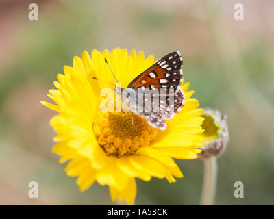Dipinto di lady butterfly, Vanessa cardui, appollaiato su giallo deserto tagete Foto Stock