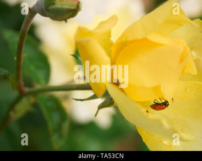 Lady bug strisciando capovolto su un giardino giallo rose con gocce di pioggia Foto Stock