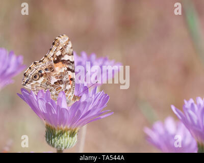 Dipinto di lady butterfly, Vanessa cardui, appollaiato sulla lavanda Mojave Aster fiore Foto Stock