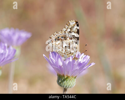 Dipinto di lady butterfly, Vanessa cardui, appollaiato sulla lavanda Mojave Aster fiore Foto Stock