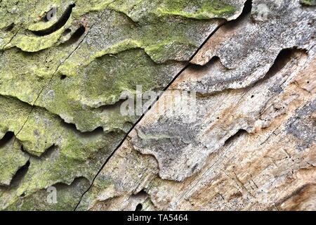 Vecchio weathered tronco di albero con lo scolorimento Foto Stock