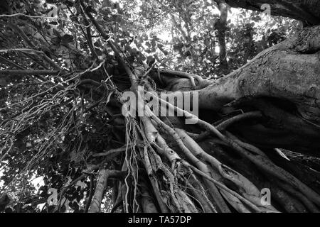 Ficus religiosa o sacra fig tree in monocromatico. Foto Stock