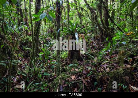 Vegetazione tropicale nella foresta pluviale, nel Parco Nazionale del Vulcano Arenal, Parque Nacional Volcan Arenal, provincia di Alajuela, Costa Rica Foto Stock