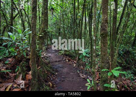 Sentiero escursionistico attraverso la vegetazione tropicale nella foresta pluviale, nel Parco Nazionale del Vulcano Arenal, Parque Nacional Volcan Arenal, provincia di Alajuela, Costa Rica Foto Stock