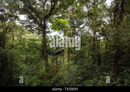 Una fitta vegetazione di foresta pluviale tropicale, Mistico Arenal sospensione ponte Park, Mistico Arenal ponti pensili Park, provincia di Alajuela, Costa Rica Foto Stock