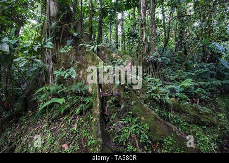 Ampia albero radici, la vegetazione di foresta pluviale tropicale, Mistico Arenal sospensione ponte Park, Mistico Arenal ponti pensili Park, Alajuela Foto Stock