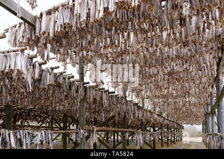 Cod, baccalà, pesce capi appesi su scaffalature in legno per essiccazione, Svolvaer, Austvagoy, Lofoten, Norvegia Foto Stock
