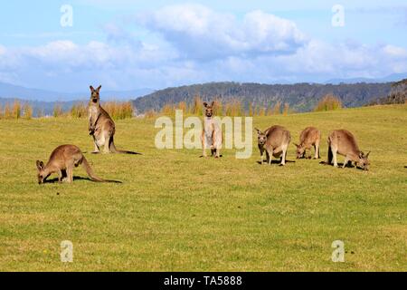 Grigio orientale canguri (Macropus giganteus), il gruppo di animali al pascolo in un prato verde, Maloney spiaggia, Nuovo Galles del Sud, Australia Foto Stock