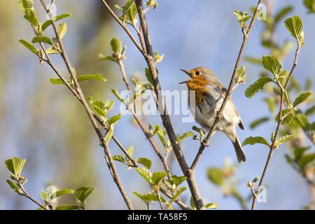Unione robin (Erithacus rubecula), il canto sul ramo con un fresco e verde, Hesse, Germania Foto Stock