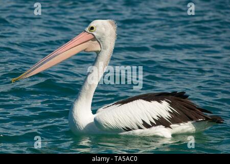 Primo piano della Australian pelican nuotare vicino alla riva. Foto Stock
